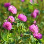 photo of red clover blooming in the field