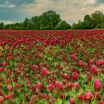 photo of a field of crimson clover
