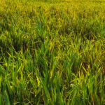 photo of a field of fescue grass growing