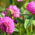 photo of red clover