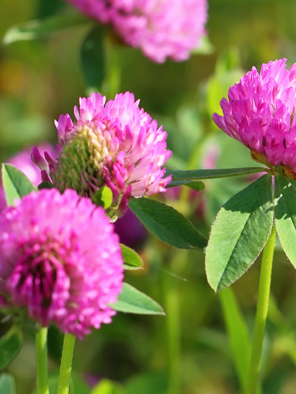 photo of red clover