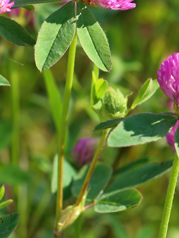 photo of stems of red clover for silage