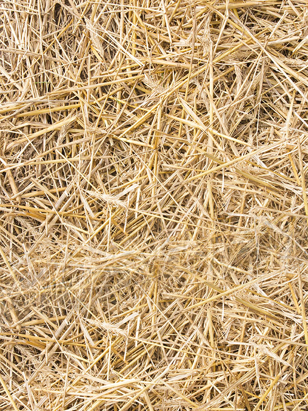 photo of straw