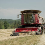 Photo of Red Case combine in grass seed field harvesting with trees in background