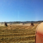 Photo of grass seed harvest with Case combines in field
