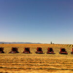 Photo of Case combines lined up in grass seed field