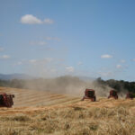 Photo of grass seed harvest with Case combines in field