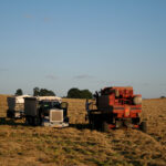Photo of Blue Peterbilt truck and Red Case combine in grass seed harvest field