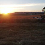 Photo of MacDon swather in a grass seed field at sunrise