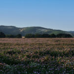 Photo of red clover field in bloom with hills in background