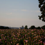Photo of a red clover field in bloom with the Bellevue elevator in the background