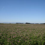 Photo of blooming red clover field with linear irrigation