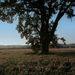 Photo of red clover field in bloom with oak tree