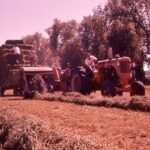 Historical photo of summer hay harvest