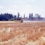 Historical photo of summer wheat harvesting