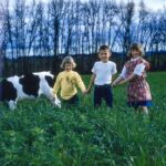 Historical photo of three kids in the field with holstein calf