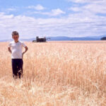 Historical photo of a kid in wheat field in front of a harvester