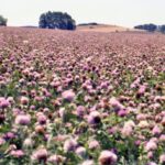 Historical photo of red clover field with trees in the background