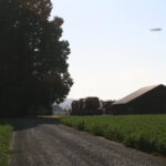 Historical photo of the Bellevue farm driveway with red clover field and harvest equipment and barn in the background