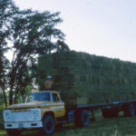 Historical photo of a hay truck loaded with hay